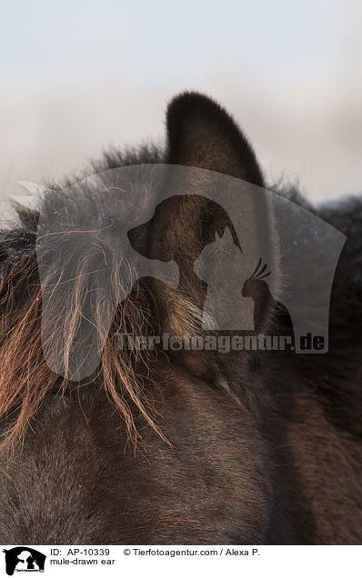 mule-drawn ear / AP-10339