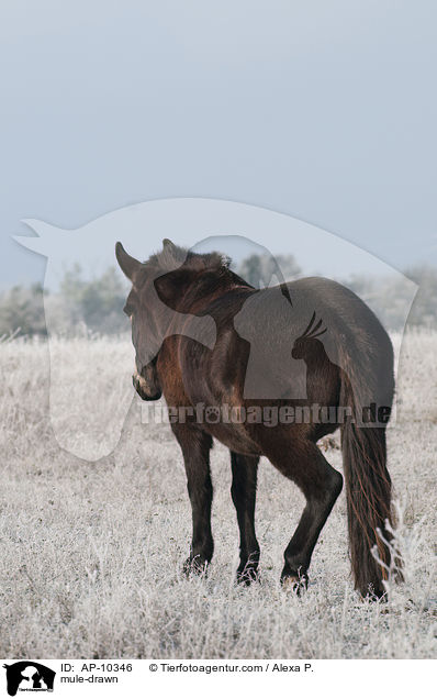 Maultier / mule-drawn / AP-10346