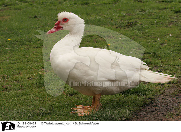Warzenente / Muscovy duck / SS-08427