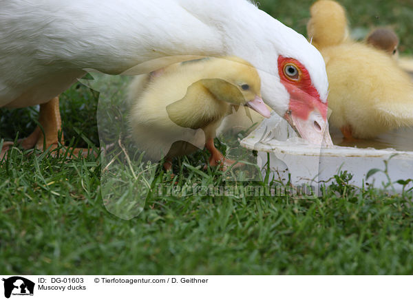 Warzenenten / Muscovy ducks / DG-01603