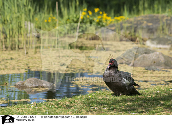 Warzenente / Muscovy duck / JOH-01271