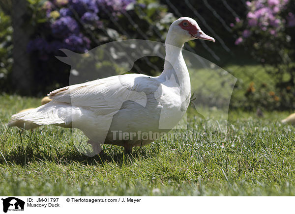 Warzenente / Muscovy Duck / JM-01797