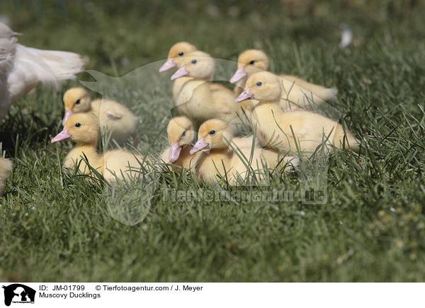 Warzenenten Kken / Muscovy Ducklings / JM-01799