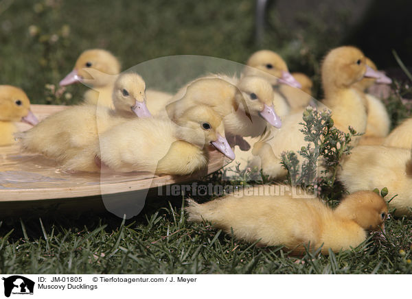 Warzenenten Kken / Muscovy Ducklings / JM-01805