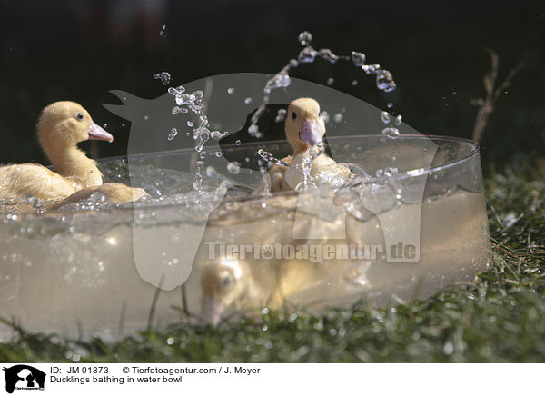 Entchen baden in Wasserschssel / Ducklings bathing in water bowl / JM-01873