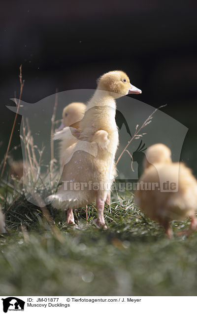 Warzenenten Kken / Muscovy Ducklings / JM-01877