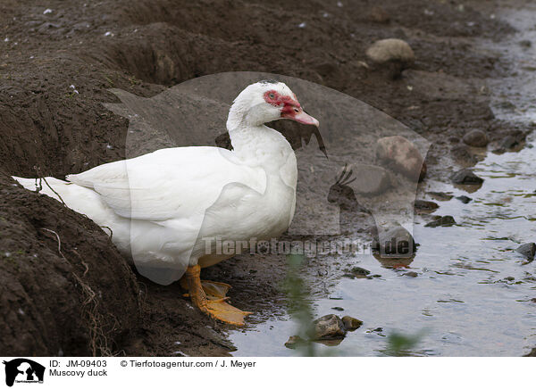 Muscovy duck / JM-09403