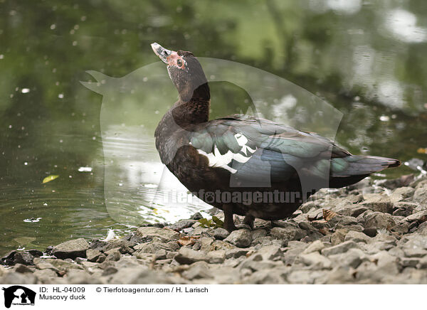 Warzenente / Muscovy duck / HL-04009