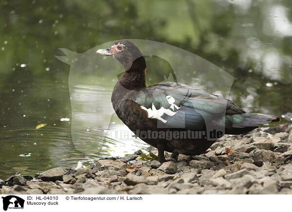 Warzenente / Muscovy duck / HL-04010