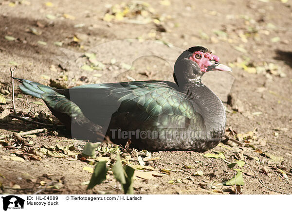 Warzenente / Muscovy duck / HL-04089