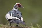 Muscovy duck