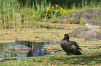Muscovy duck