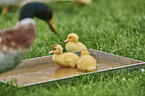 Muscovy ducks