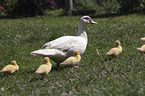 Muscovy Ducklings