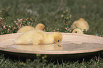 Muscovy Ducklings