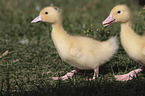 Muscovy Ducklings