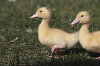 Muscovy Ducklings