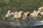 Ducklings bathing in water bowl