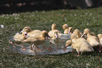 Ducklings bathing in water bowl