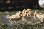 Ducklings bathing in water bowl