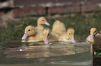 Muscovy Ducklings