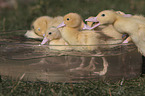 Ducklings bathing in water bowl