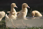 Ducklings bathing in water bowl