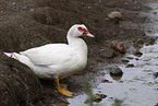 Muscovy duck