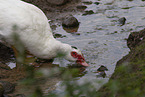 Muscovy duck