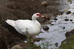 Muscovy duck