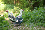 Muscovy ducks
