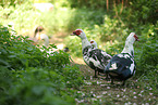 Muscovy ducks