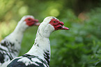 Muscovy duck