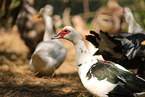 Muscovy ducks