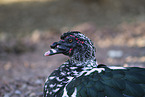 Muscovy duck