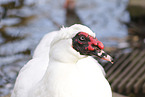 Muscovy duck