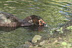 Muscovy duck