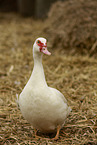 Muscovy duck