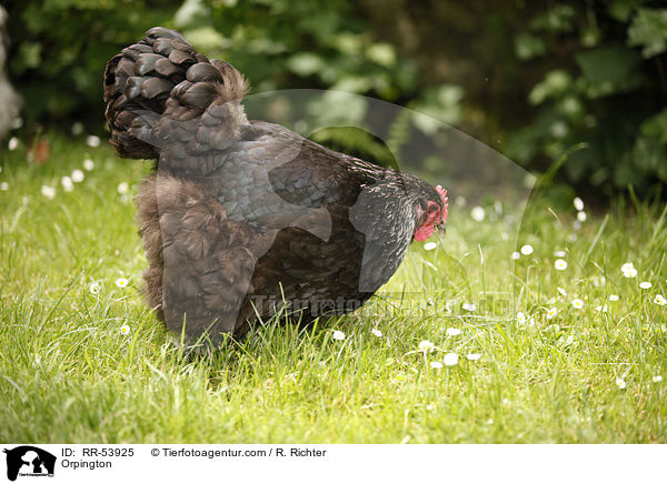 Orpington / RR-53925