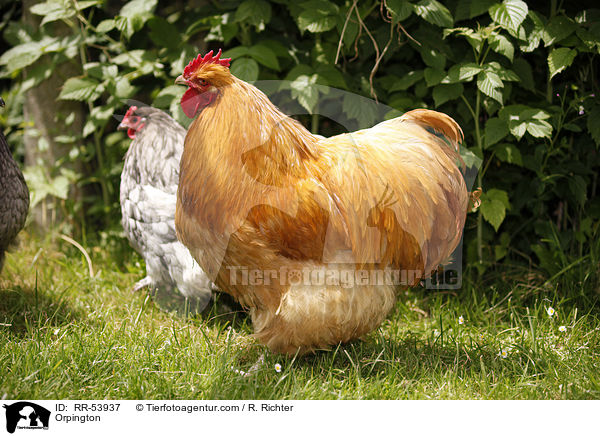 Orpington / Orpington / RR-53937