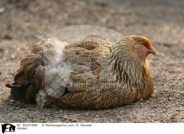 Brahma Huhn / chicken / SG-01866