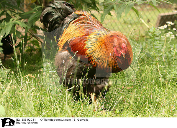 Brahmahahn / brahma chicken / SG-02031