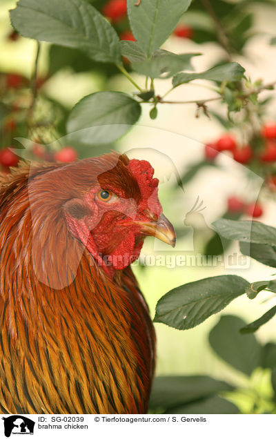 Brahmahahn / brahma chicken / SG-02039