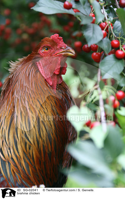 Brahmahahn / brahma chicken / SG-02041
