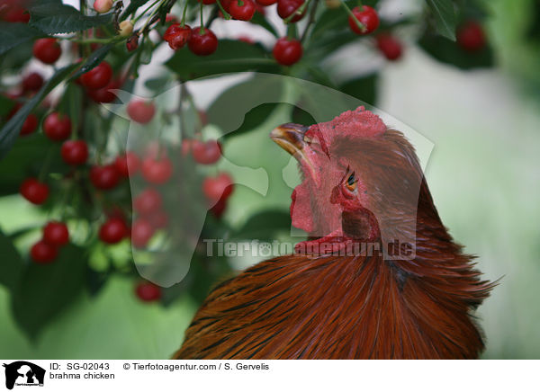 Brahmahahn / brahma chicken / SG-02043