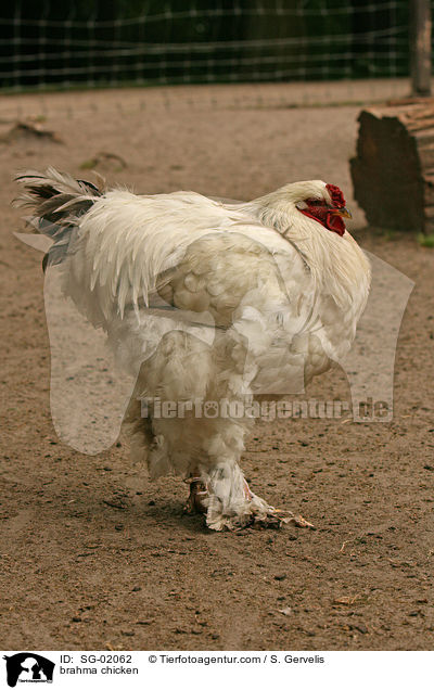 Brahmahahn / brahma chicken / SG-02062