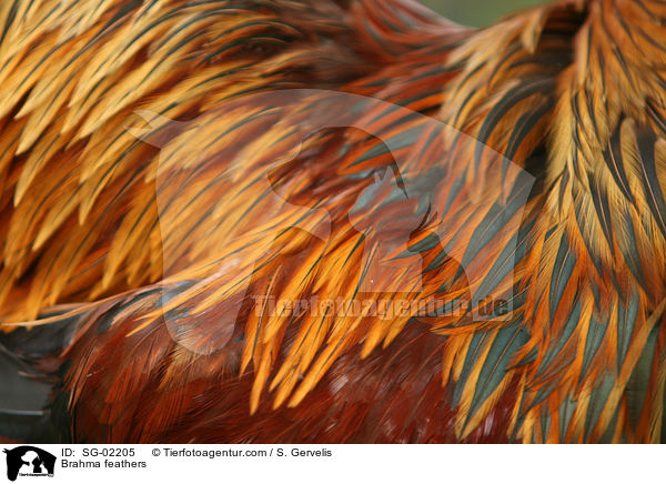 Brahma Gefieder / Brahma feathers / SG-02205