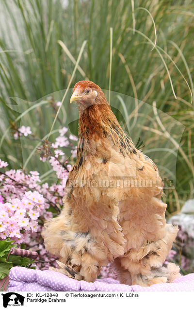 Brahma / Partridge Brahma / KL-12848