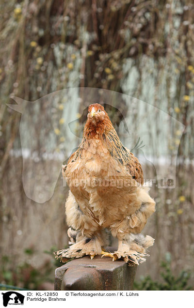 Brahma / Partridge Brahma / KL-12850