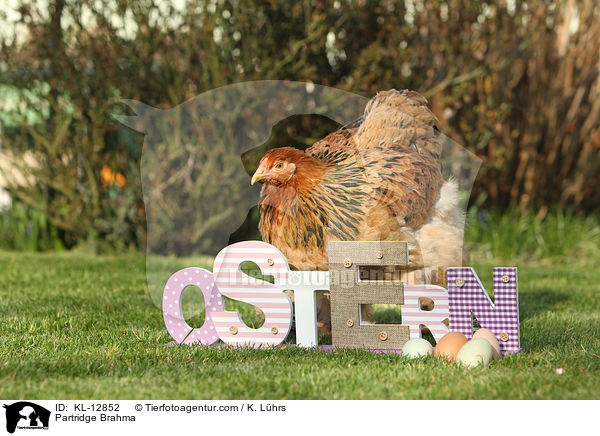 Brahma / Partridge Brahma / KL-12852